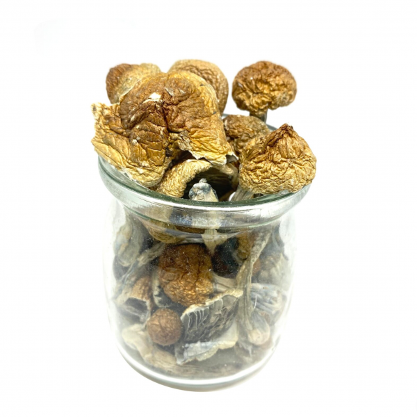 Hawaiian Blue Meanie Magic Mushrooms