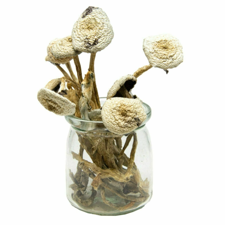 White Avery Albino Magic Mushroom