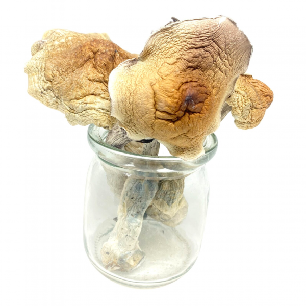 Amazonian Magic Mushroom