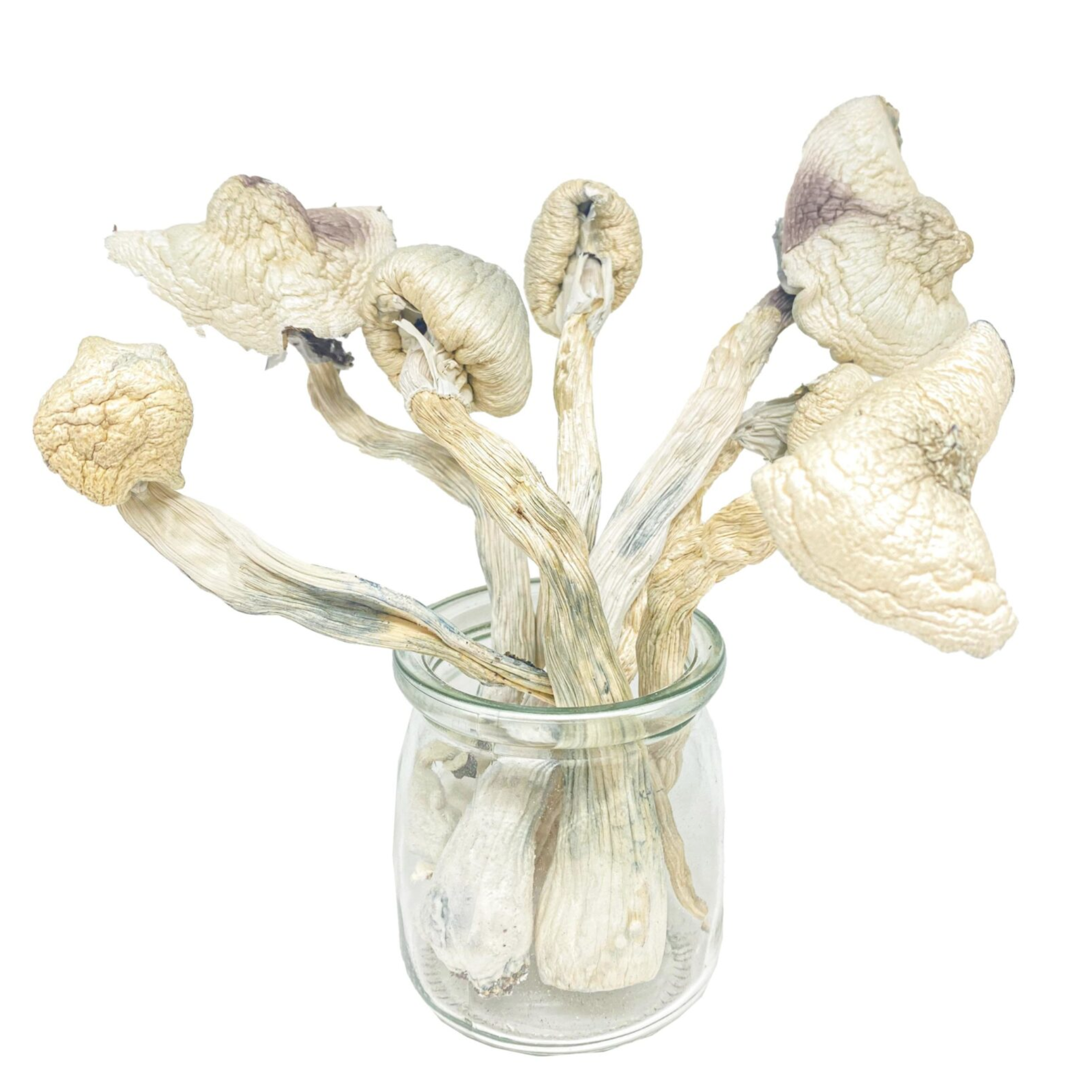 GWM Great White Monsters Magic Mushroom