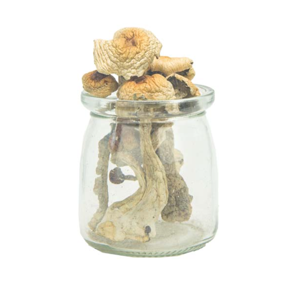 Golden Penis Envy Magic Mushrooms