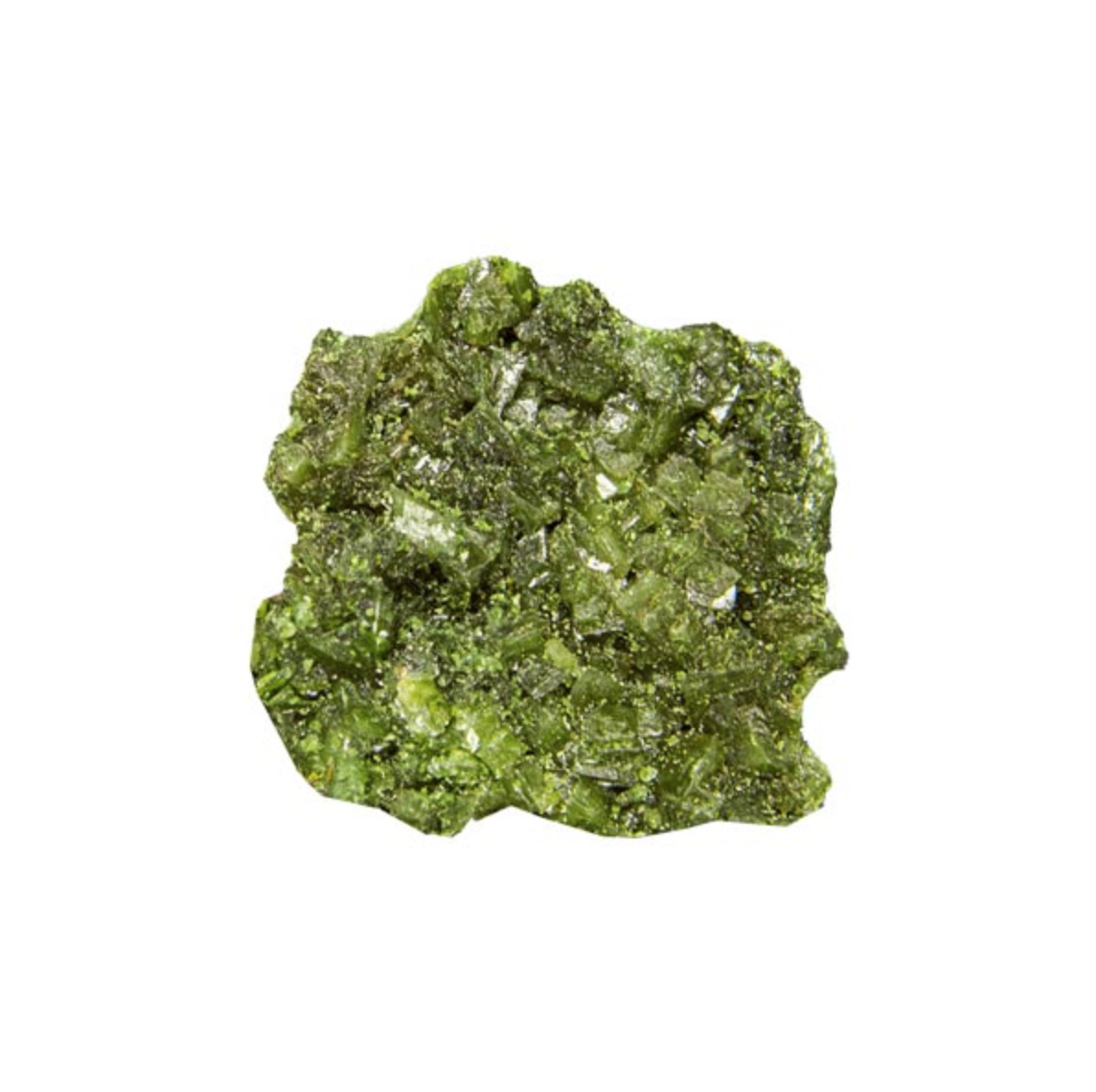 Green Molly