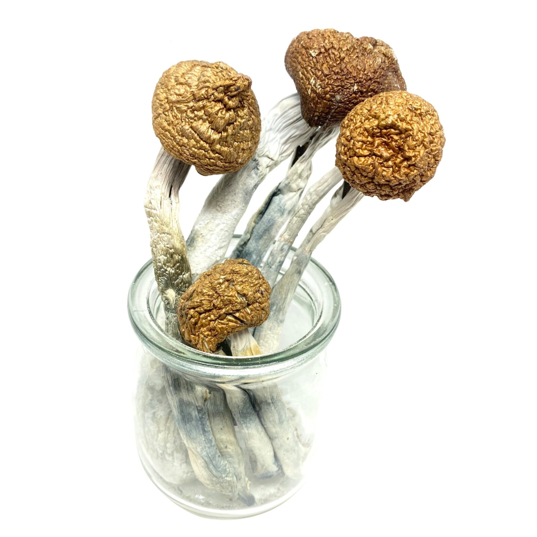 McKennaiis Magic Mushroom