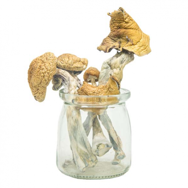 PE #6 Magic Mushrooms