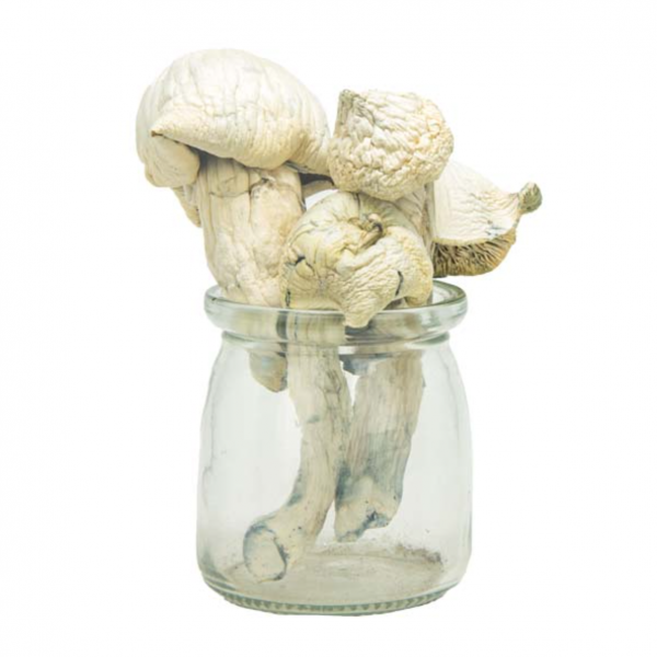 South American Magic Mushrooms