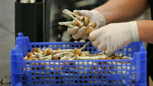 Psychedelics Soon To Be Globally Recognized And Legalized