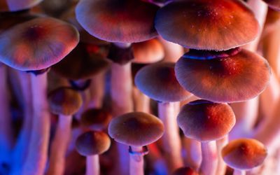 Health Benefits of Using Blue Meanie Mushrooms