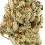 Cinderella 99 Hybrid AAA